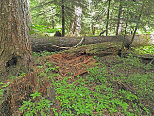 trunk and fallen log small graphic